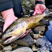 Brown trout